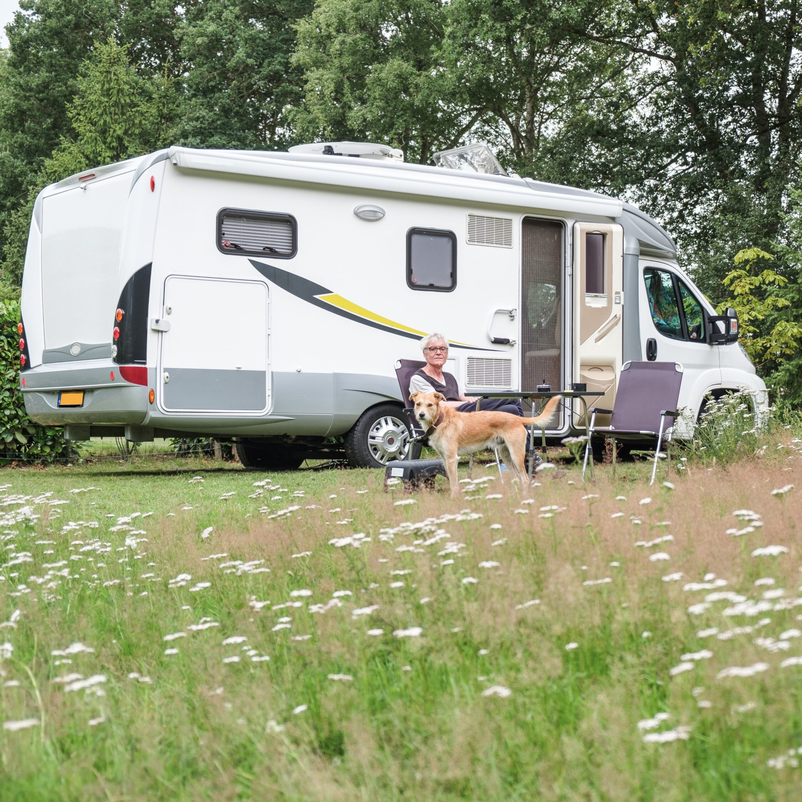 senior woman sitting with brown dog in front of camper van in meadow with white flowers and trees in background