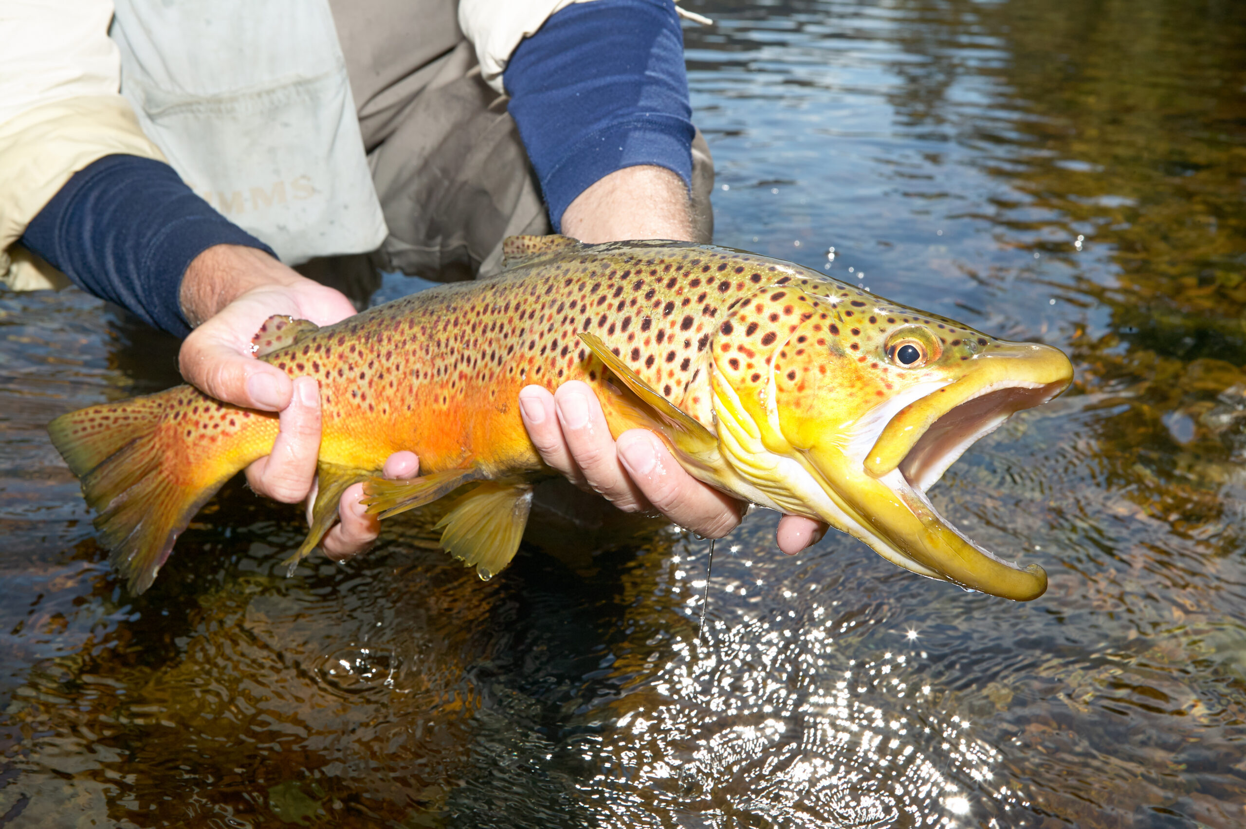 Fisherman displaying a recently landed brown trout as he stands in the White River in Arkansas in a close up on his hands