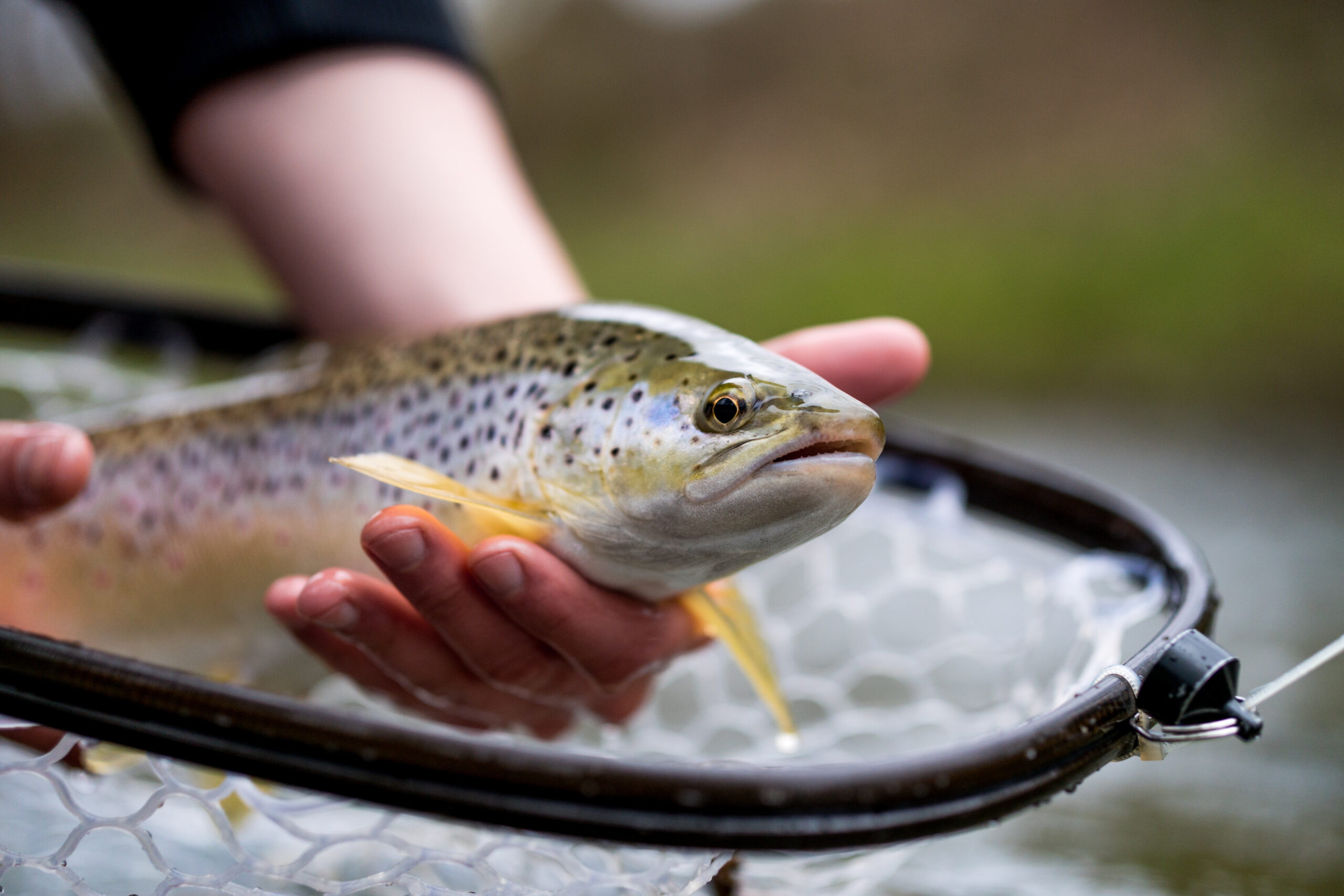 Recreational Fly Fishing for trout
