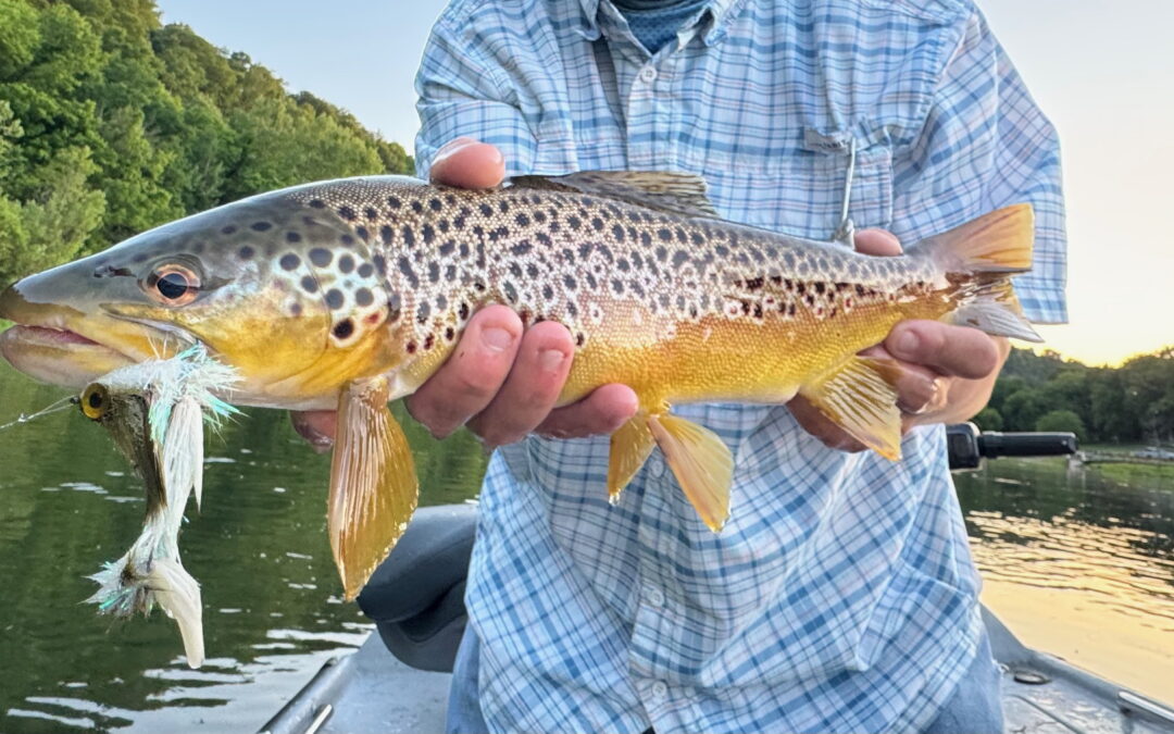Late May Fishing Report – White River Transition of Bug Life & Water Windows