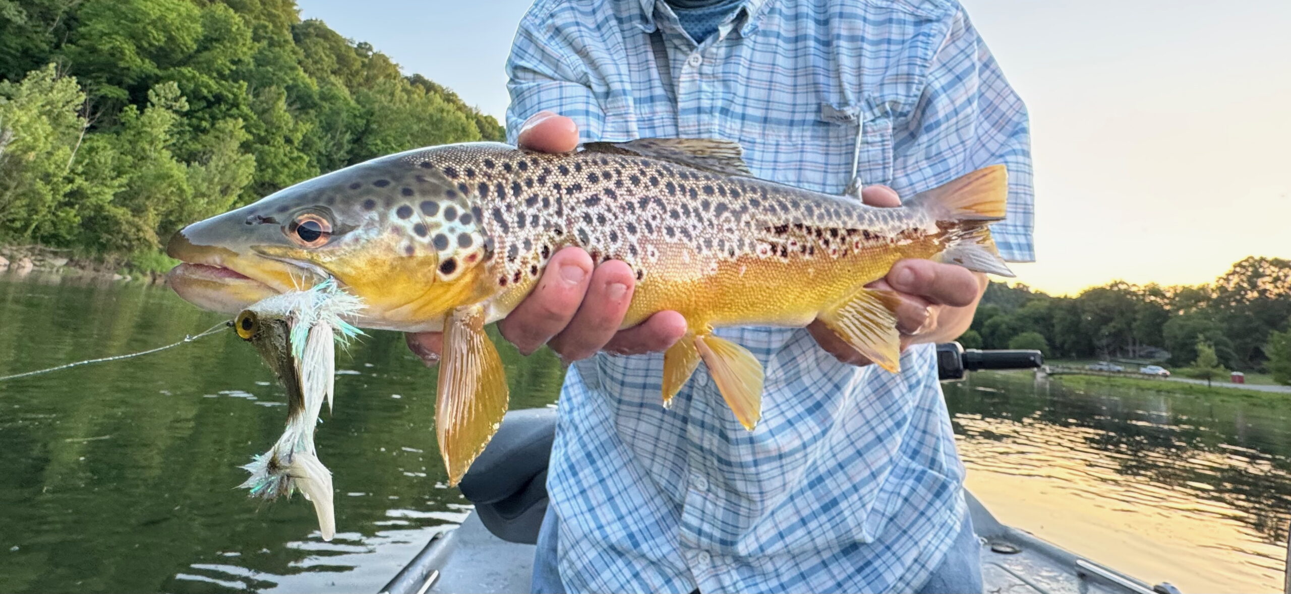 Brown Trout with fly in its mouth
