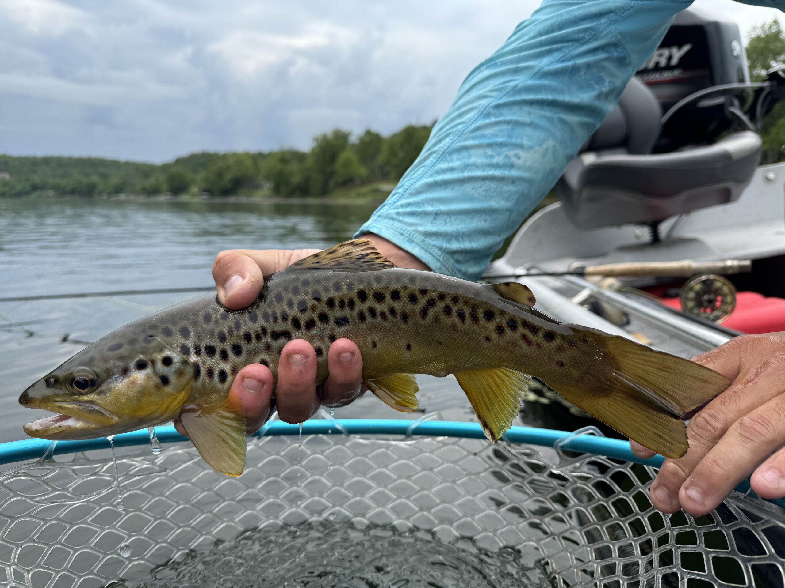 Brown Trout Caught in May 2026 on the White River